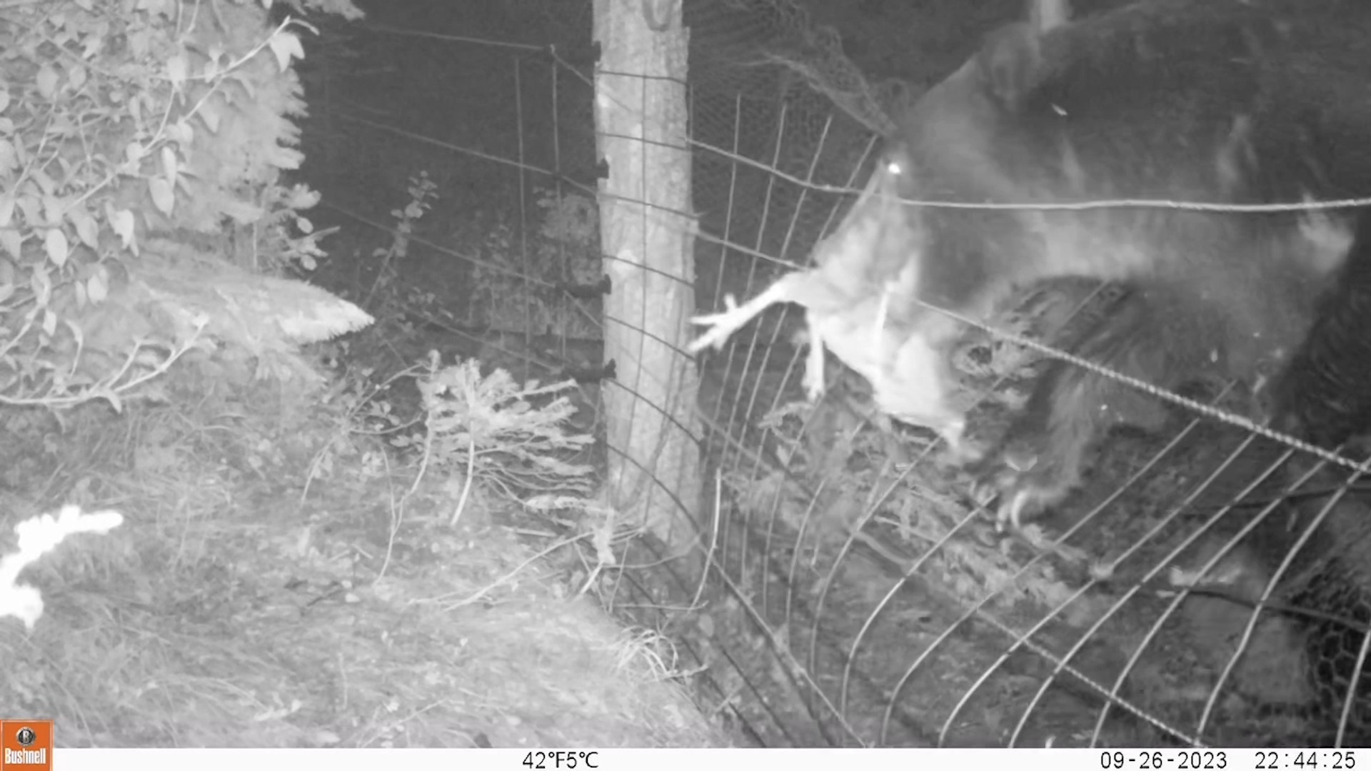 Grizzly bear captured on camera stealing a chicken in Stevens County.