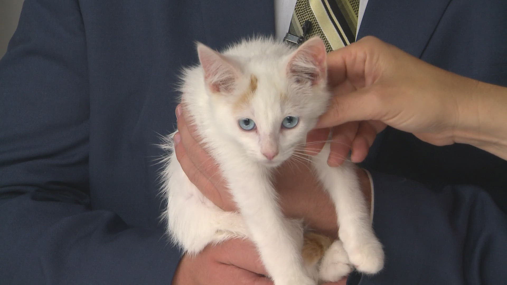 Huckleberry is a 3-month-old kitty who is from California! He is available at PetSmart South