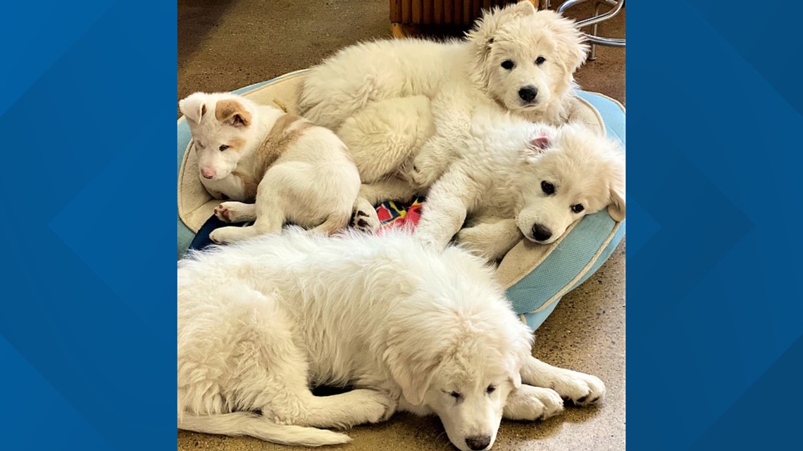 Double J. Dog Ranch cancels annual event fundraiser