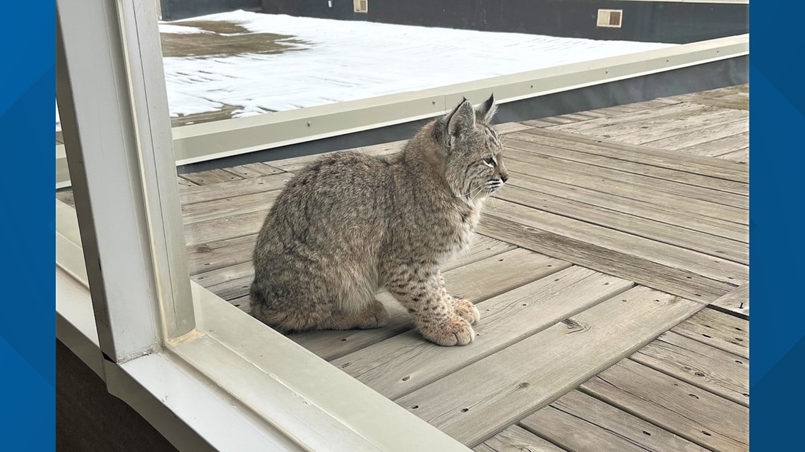 Bobcat found on the roof of The Coeur d'Alene Resort 
