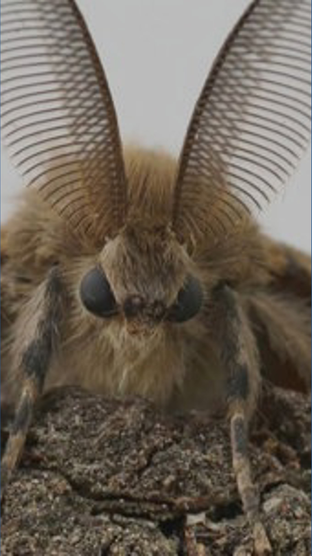 Wisconsin Invasive Moth Washington ag officials working to eradicate invasive spongy moth ...