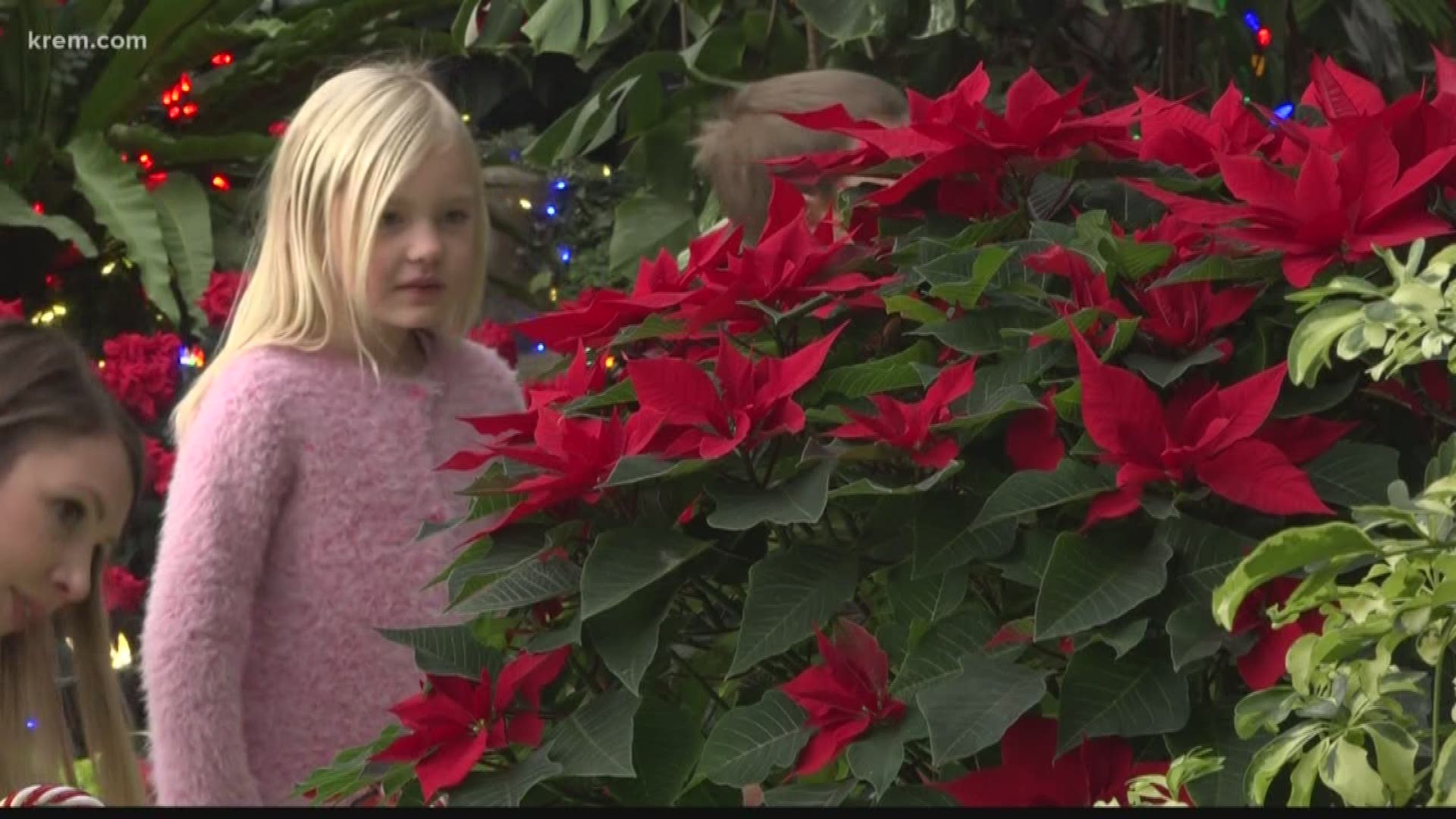 The display of more than 40,000 Christmas lights begins on Dec. 13 and runs through New Year's Eve.