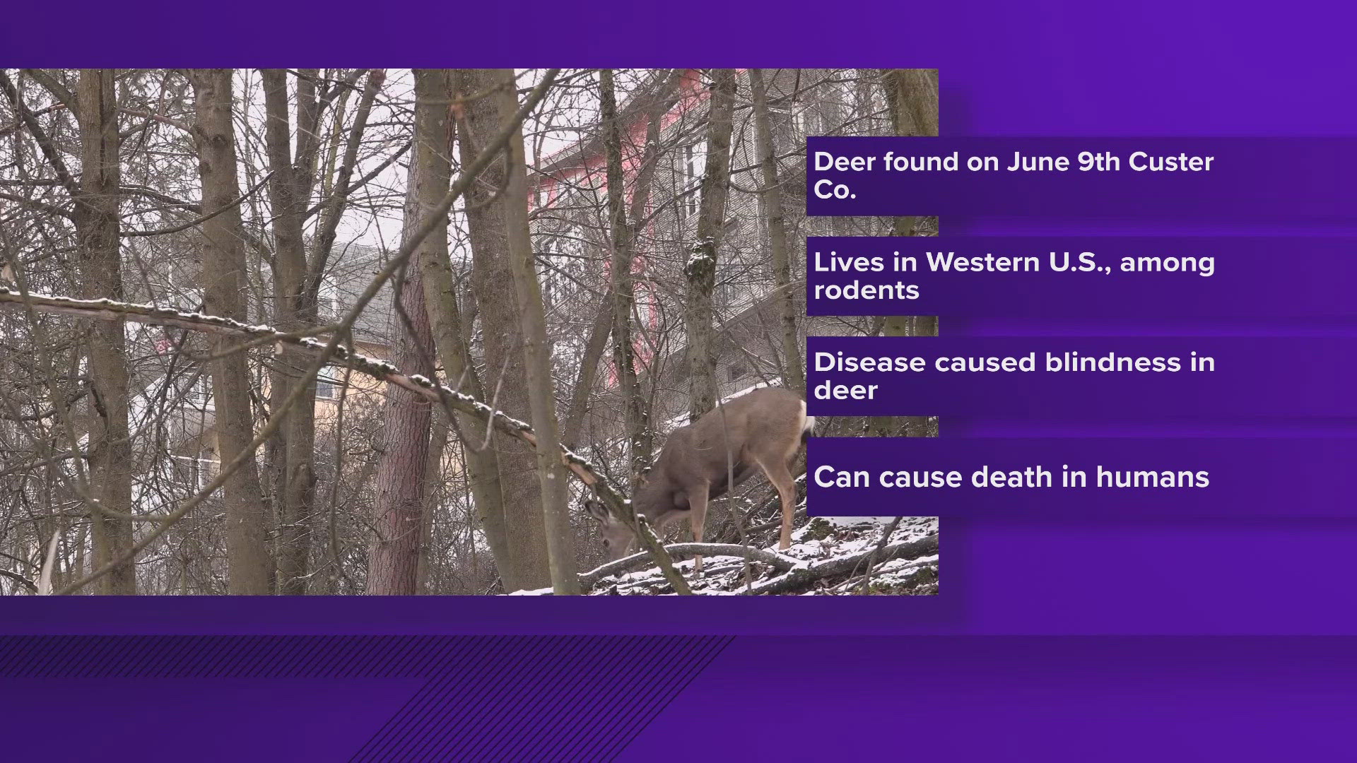 The pathologists say plague occurs naturally in the western United States and is found among wild rodents and other animals.