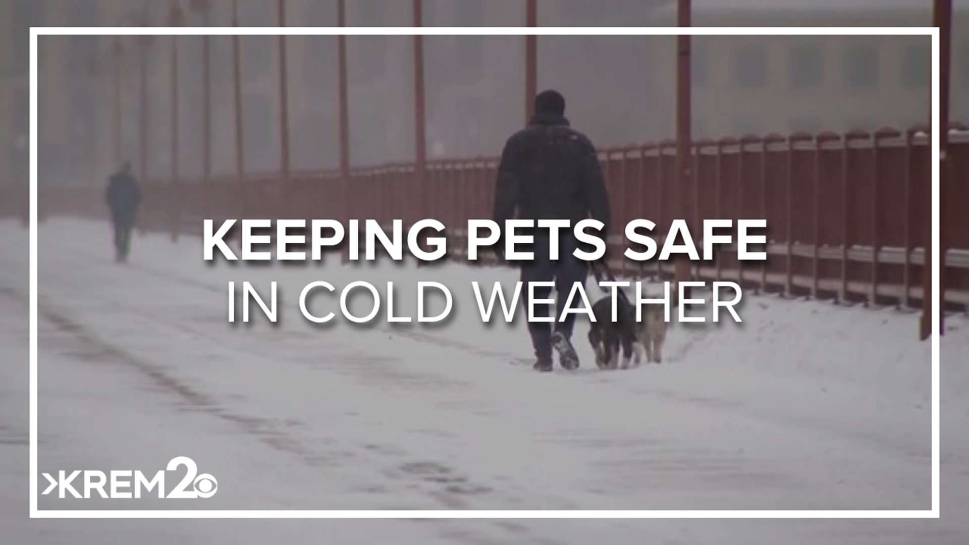 Keeping pets safe in the cold weather