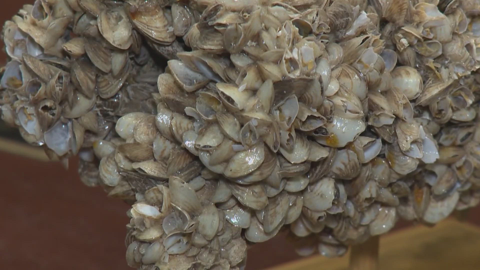 The quagga mussels were previously identified in the area in September 2023.