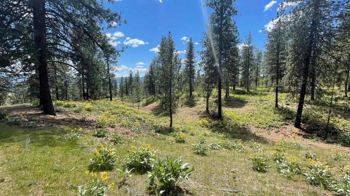 Spokane hosting free Arbor Day celebration at Finch Arboretum