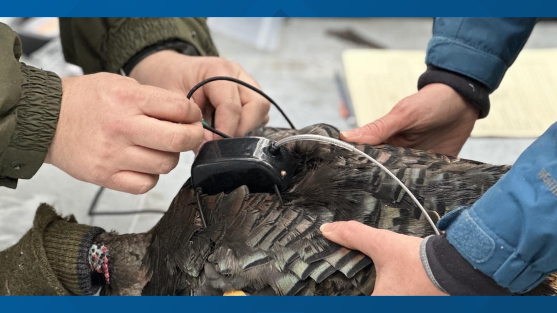 Idaho Fish and Game launches special project to understand wild turkey