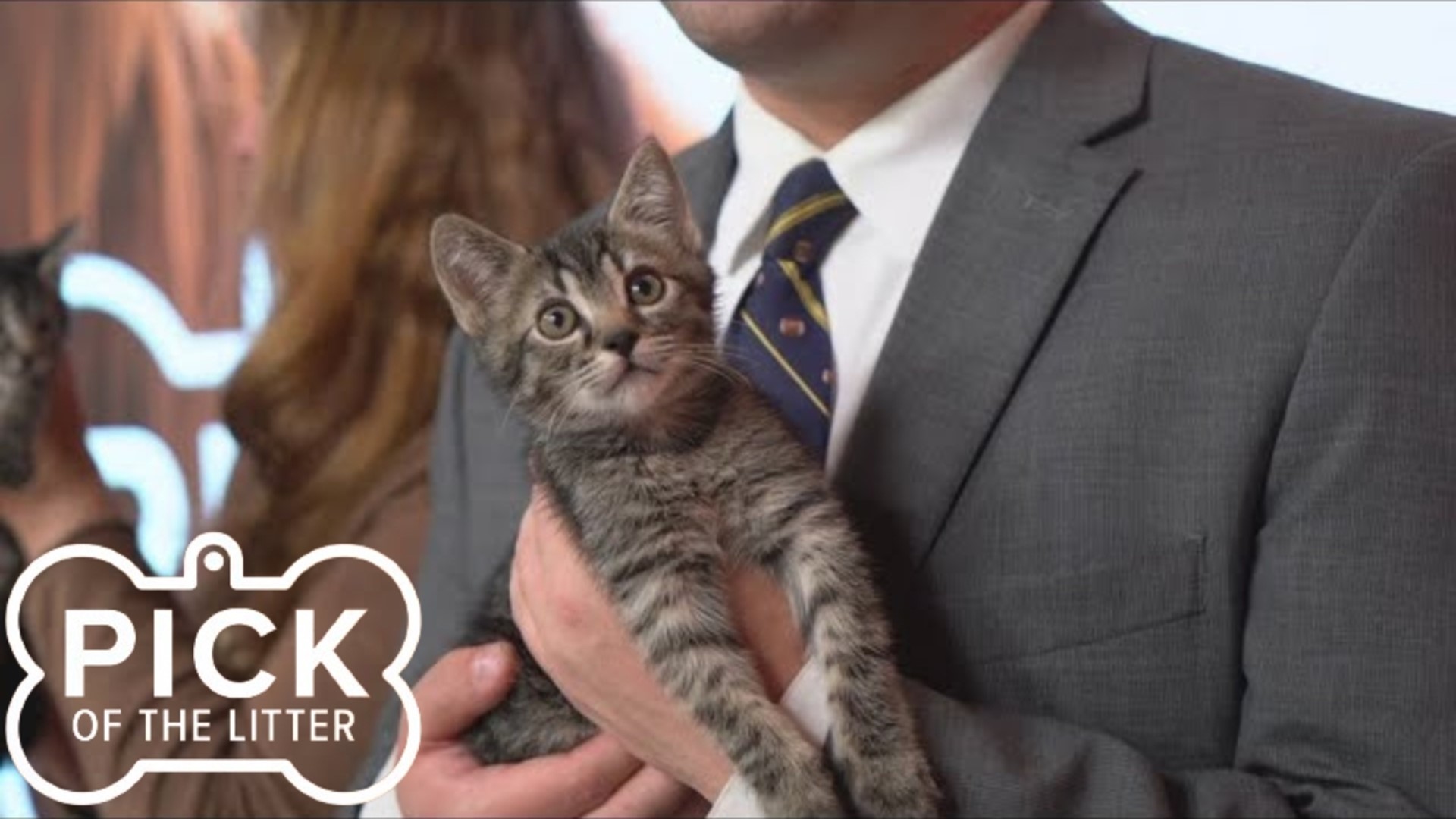 SpokAnimal is gearing up for its annual kitten shower, so we got to meet just a few of the adorable kittens your donations will help.