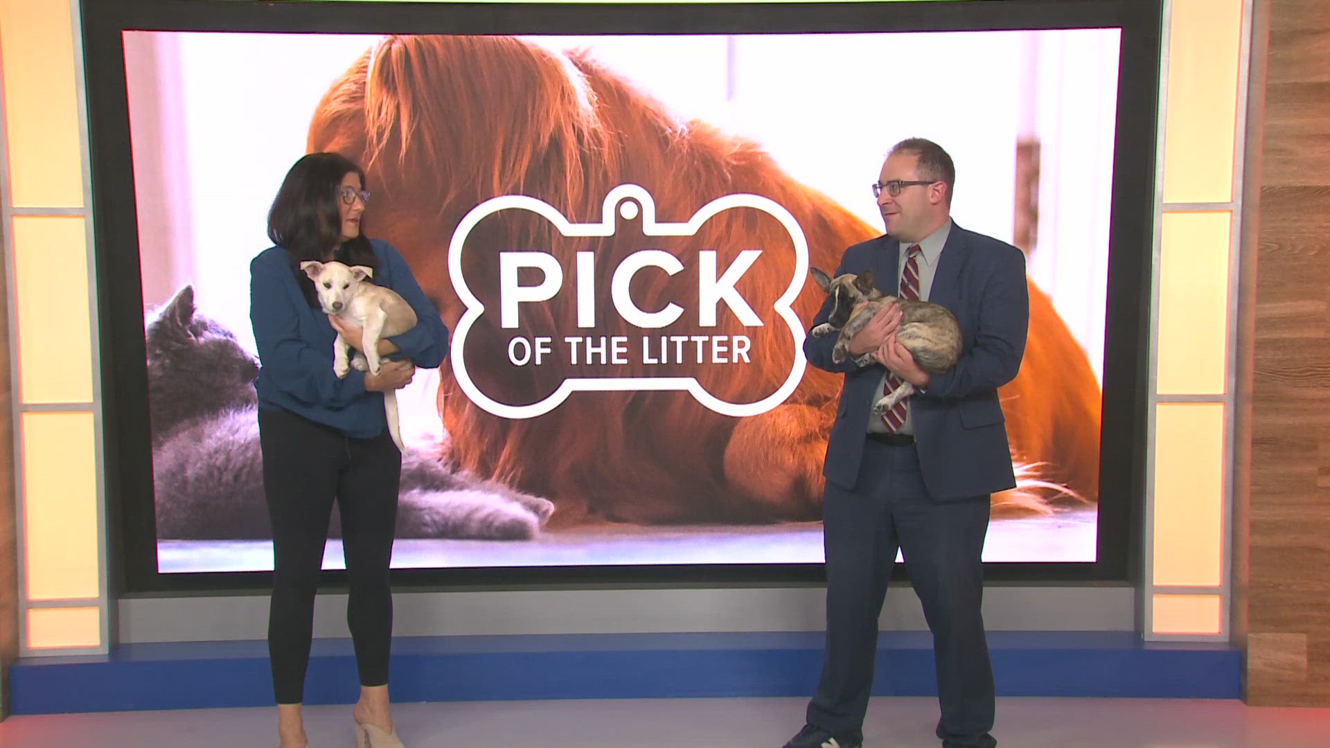 Cookie and Coffee are three-month-old Heeler/Dachsund mixes. They do well with cats and kids and are currently being potty trained!