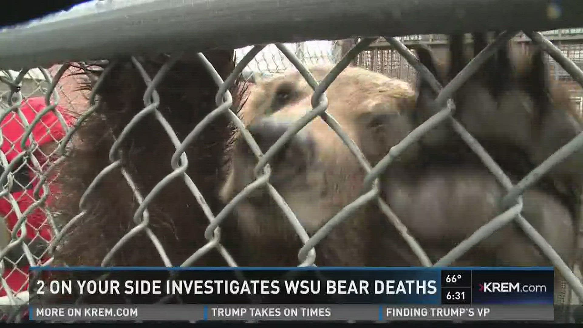 An internal investigation was launched after a series of problems, including the death of two cubs that were supposed to be hibernating.