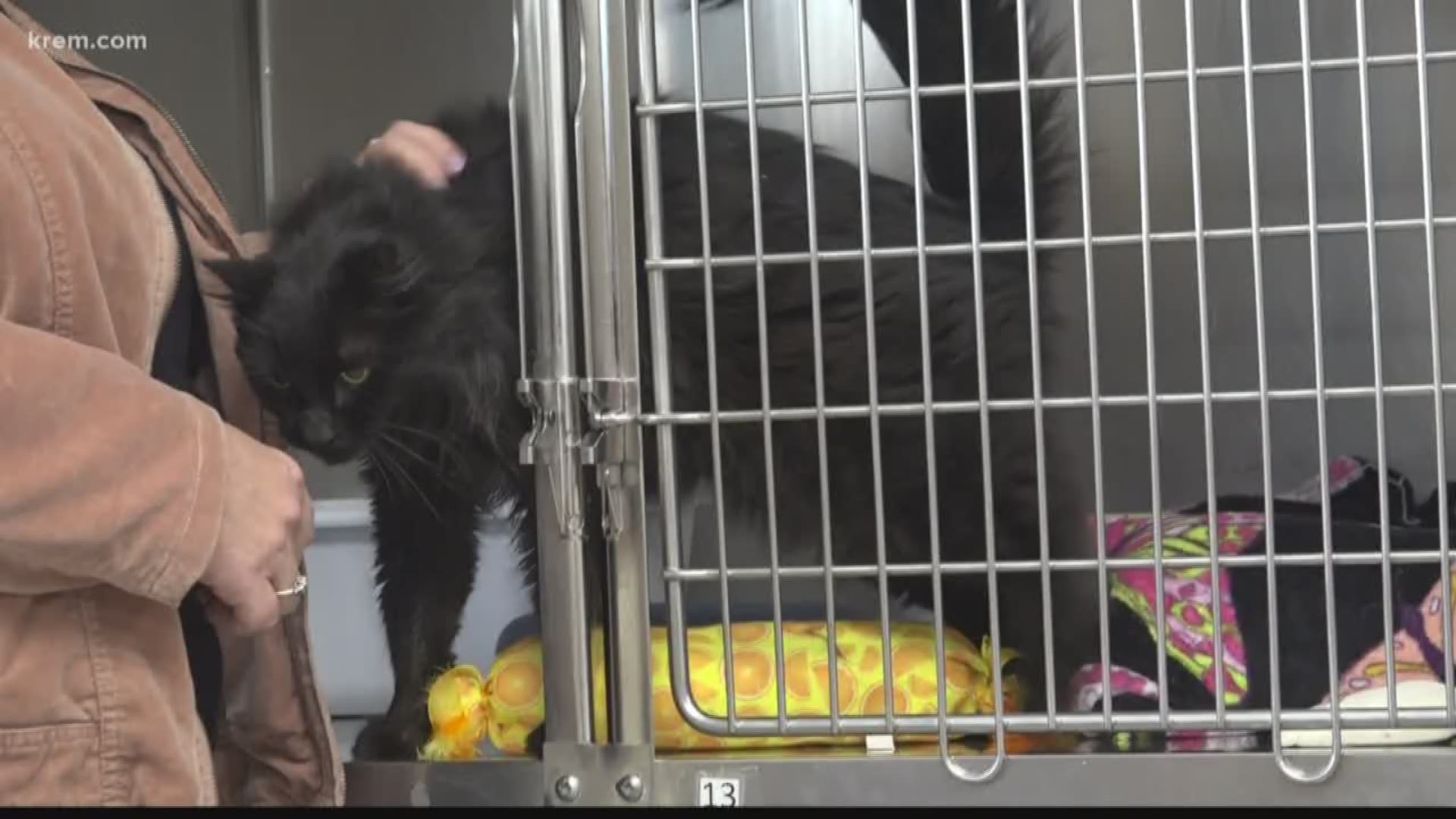 Black cats popular at Spokane Humane Society despite superstitions