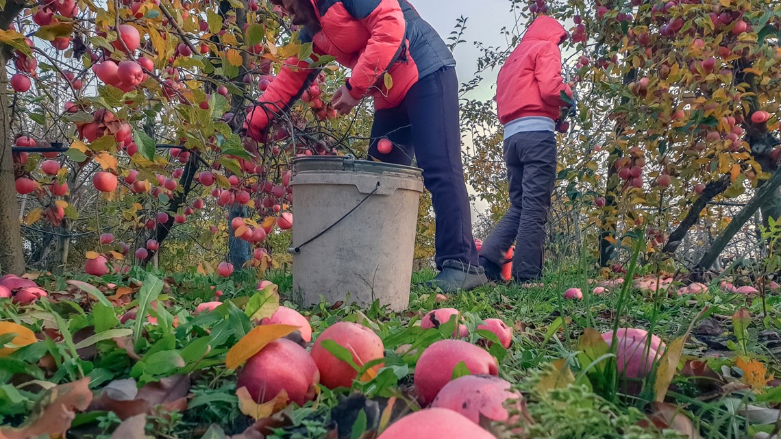 Washington sees a decrease in apple harvest for 2022