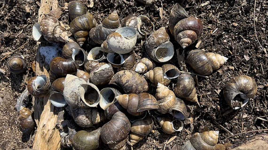 Falls Park closes for the season due to snails infestation