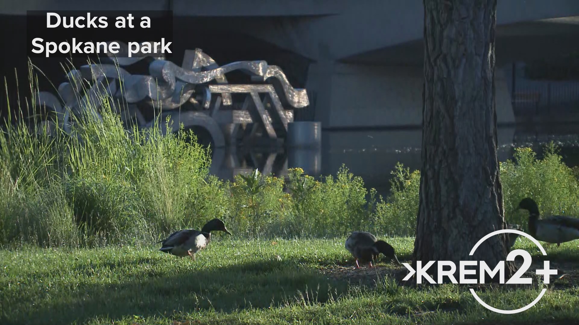 Moments of Zen | Ducks at a Spokane park