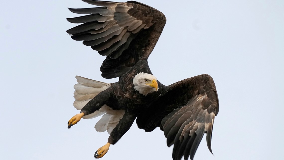 Bald eagle killed near Sandpoint, IDFG seeking information | krem.com