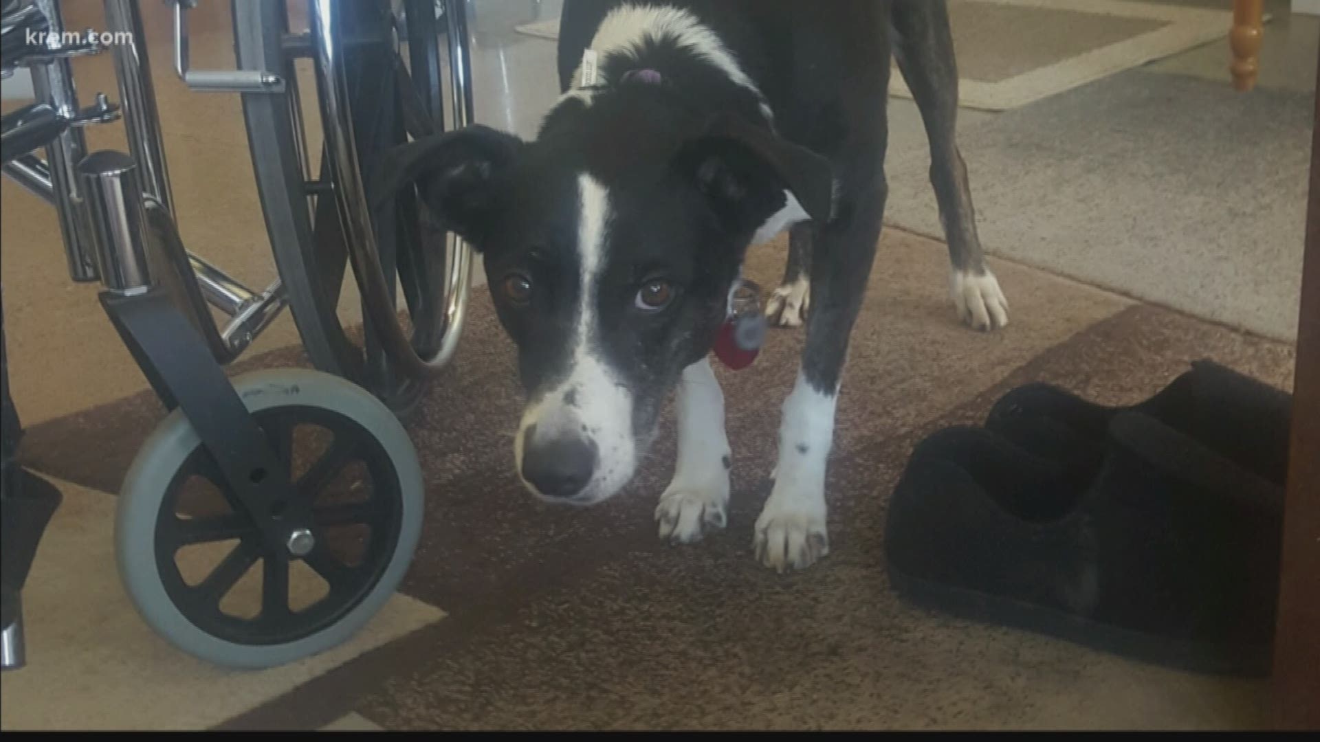 A man and his best friend are back together again, thanks to Good Samaritans and a little bit of luck.The man was driving a logging truck with his dog by his side in North Idaho last month when he crashed. (4-30-18)