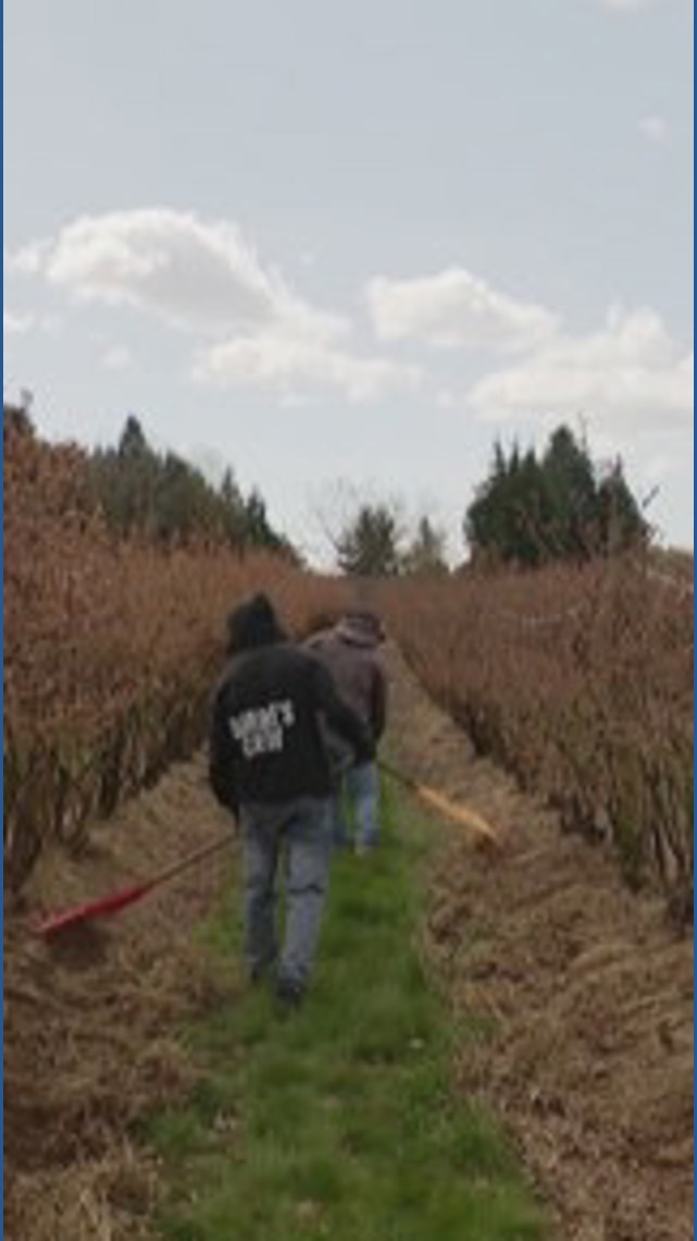American Raid Rattle ICE raids rattle Washington farmers who backed Trump's immigration ...
