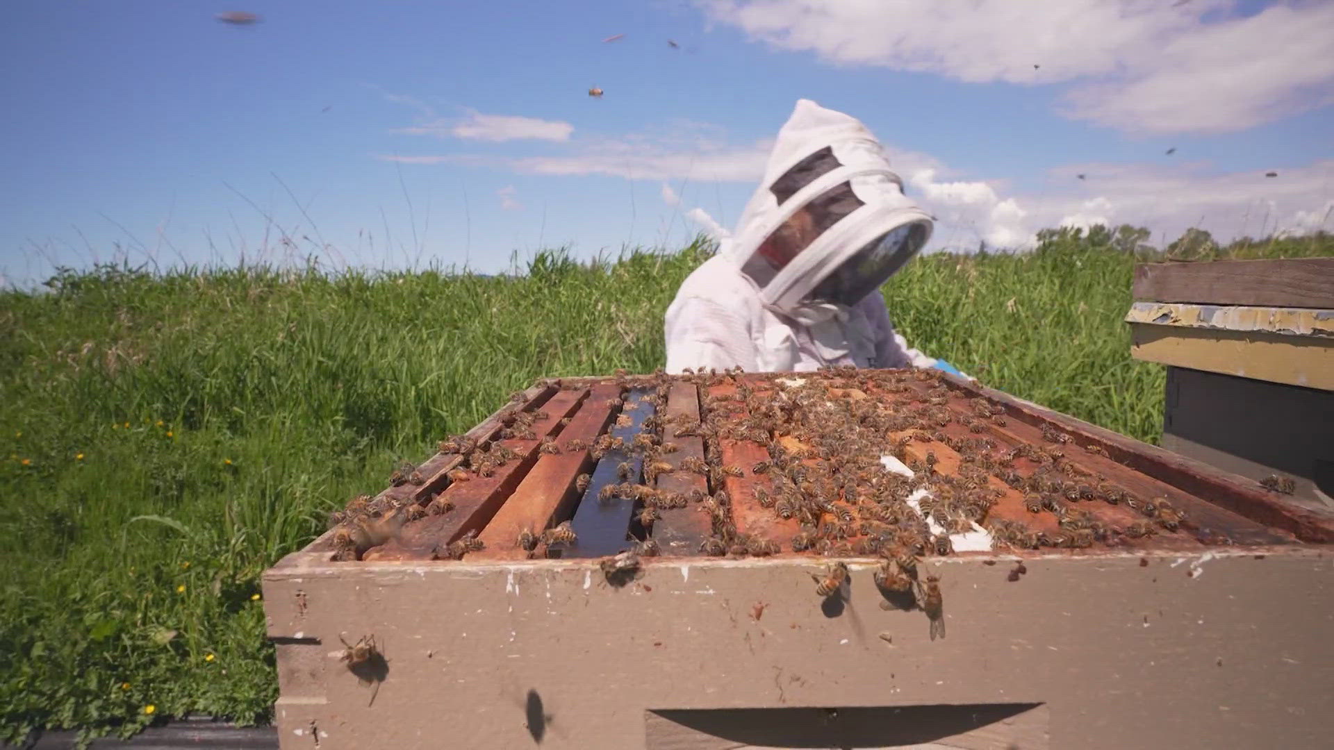 Beekeeper Dawn Beck says despite the challenges, caring for her hives is full of "bucolic" benefits.