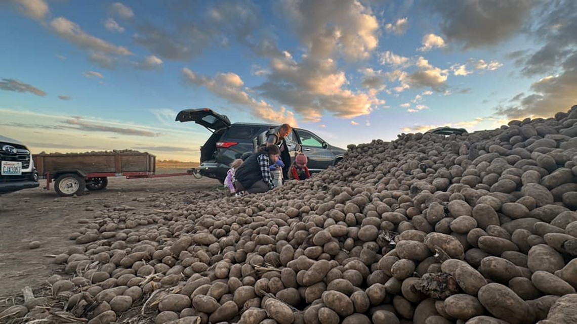 Spokane Hutterites share 250 tons of free potatoes in Reardan