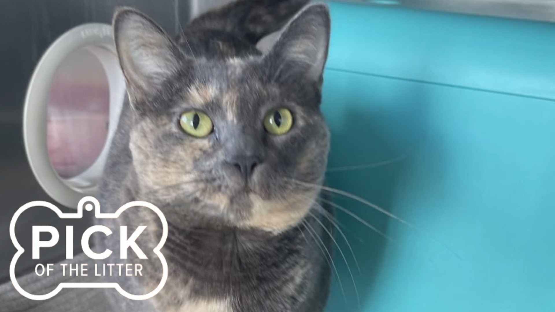 Attlerock is a three-year-old female domestic short hair Gray/Peach dilute Tortoiseshell cat. She is good with kids, other cats and dogs. She is also litter box trai