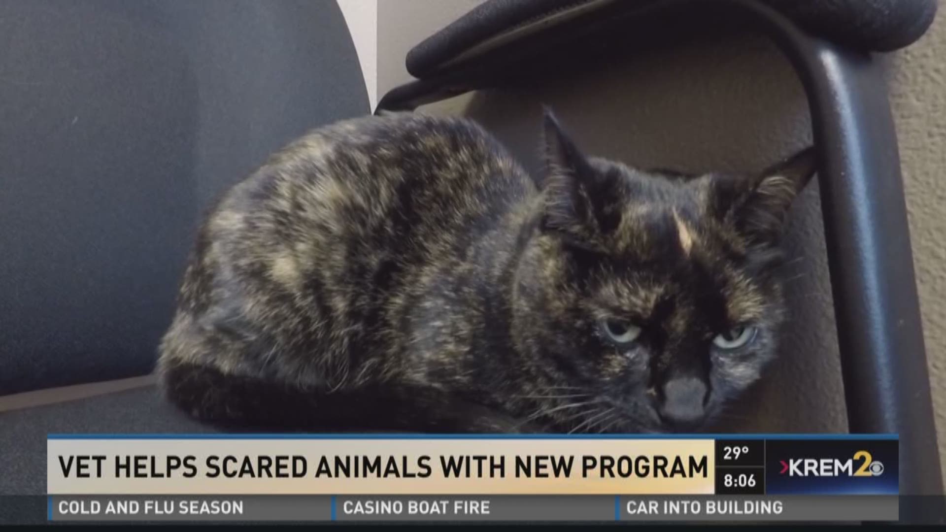 Vet helps scared animals with new program