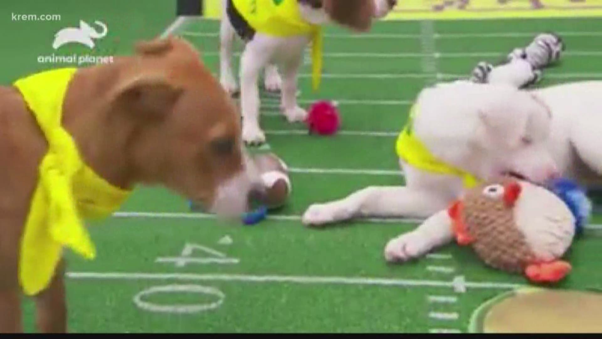 A blind and deaf puppy from Spokane appeared in Animal Planet's "Puppy Bowl" program.