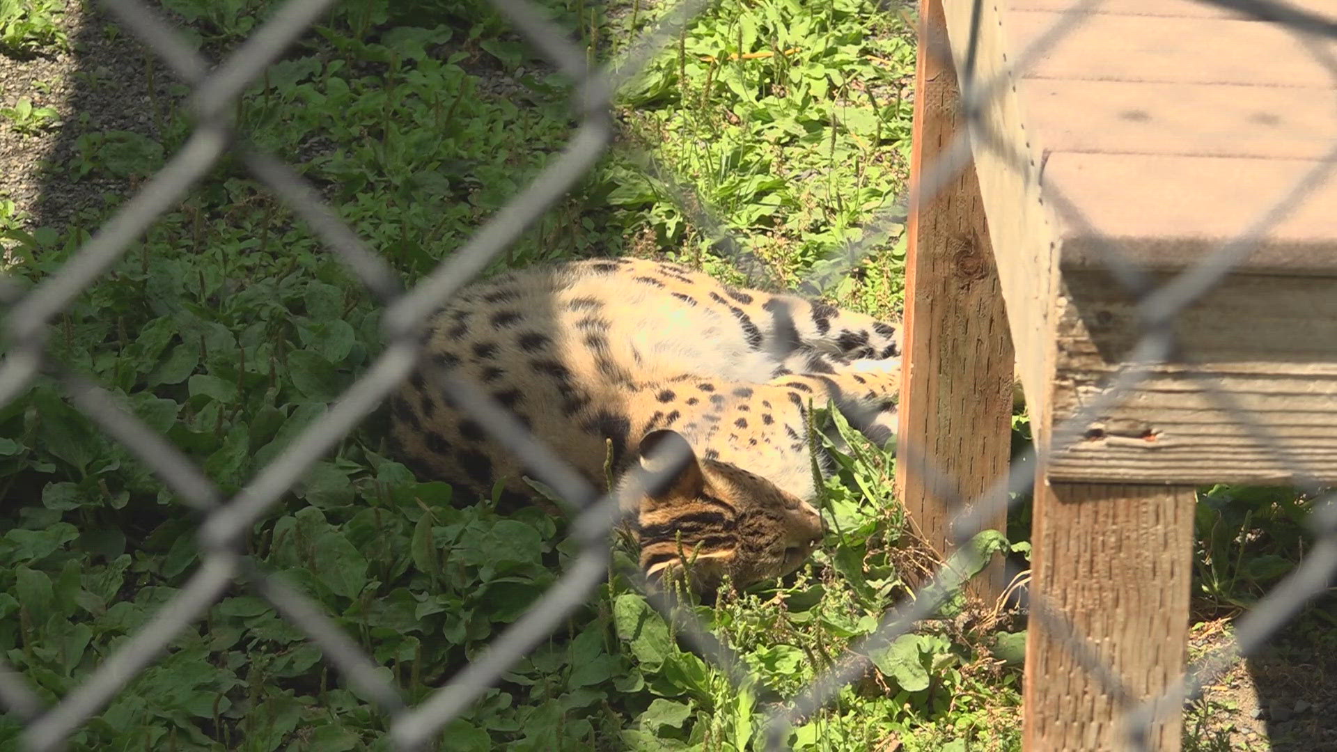 Executive Director of Cat Tales Wildlife Center Lisa Grey says the big cats love the heat.