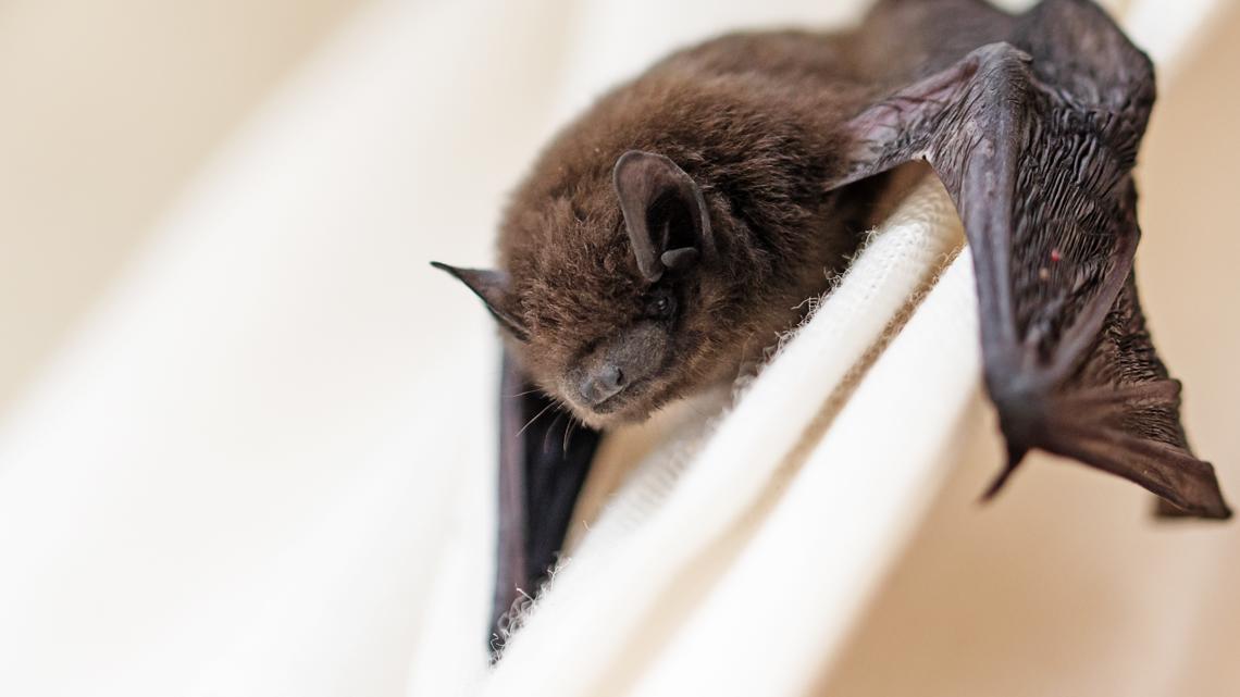 Health officials report rabid bat found in Latah County
