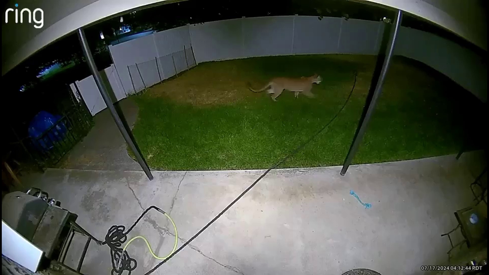 While the summer lends itself to more animals being in the yards of people's homes, one backyard got the sight of one never reported in the area before.