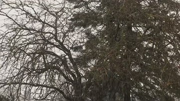 Thunderstorms a possibility for Tuesday as wet weather makes a return