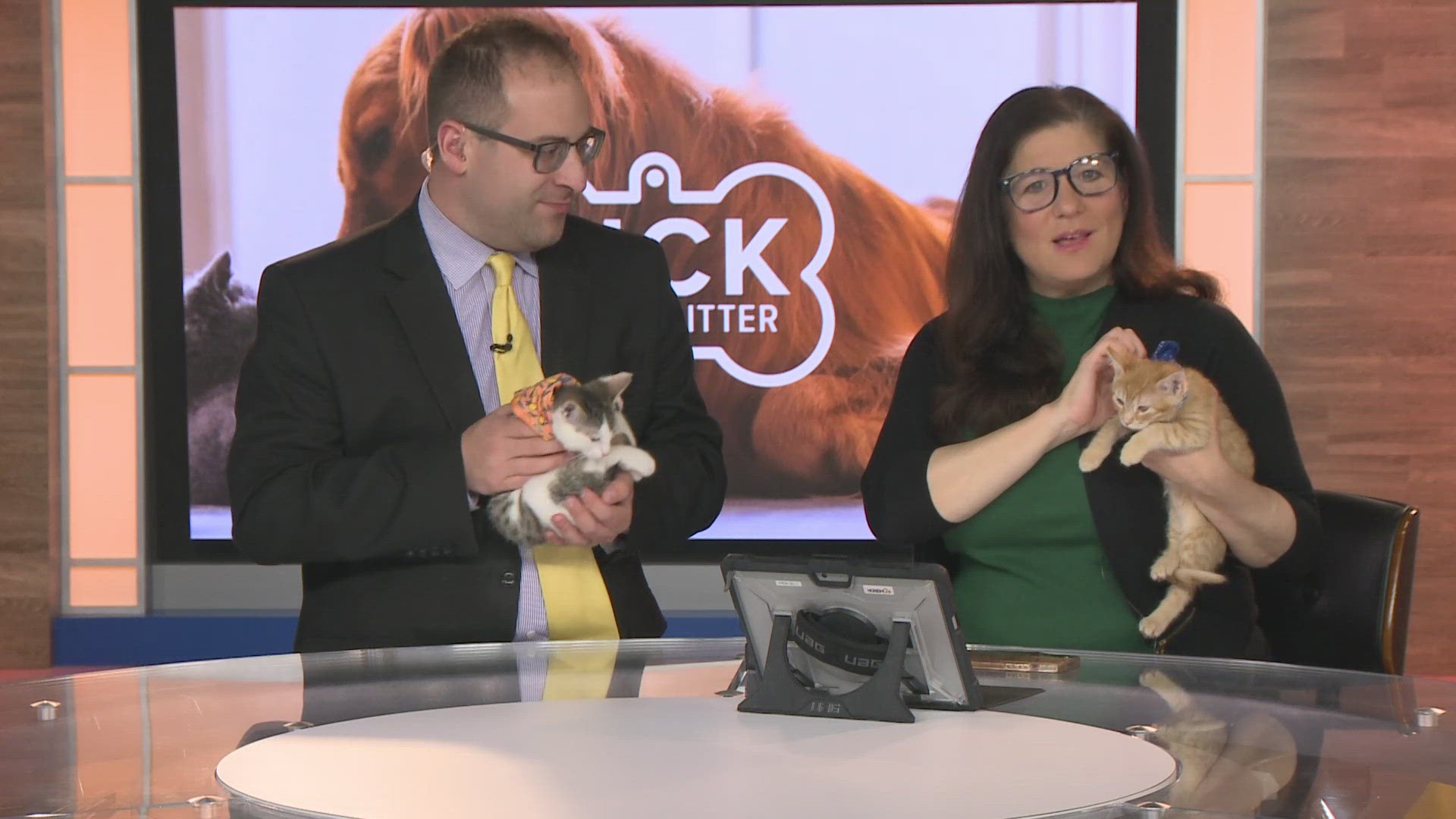 Meet Dennis and Denver! | Pick of the Litter on Tuesday, May 28, 2024 ...