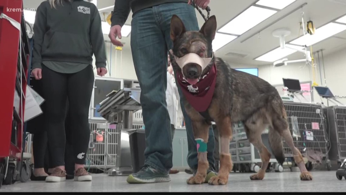 Moses Lake police K-9 released from hospital after losing eye in ...