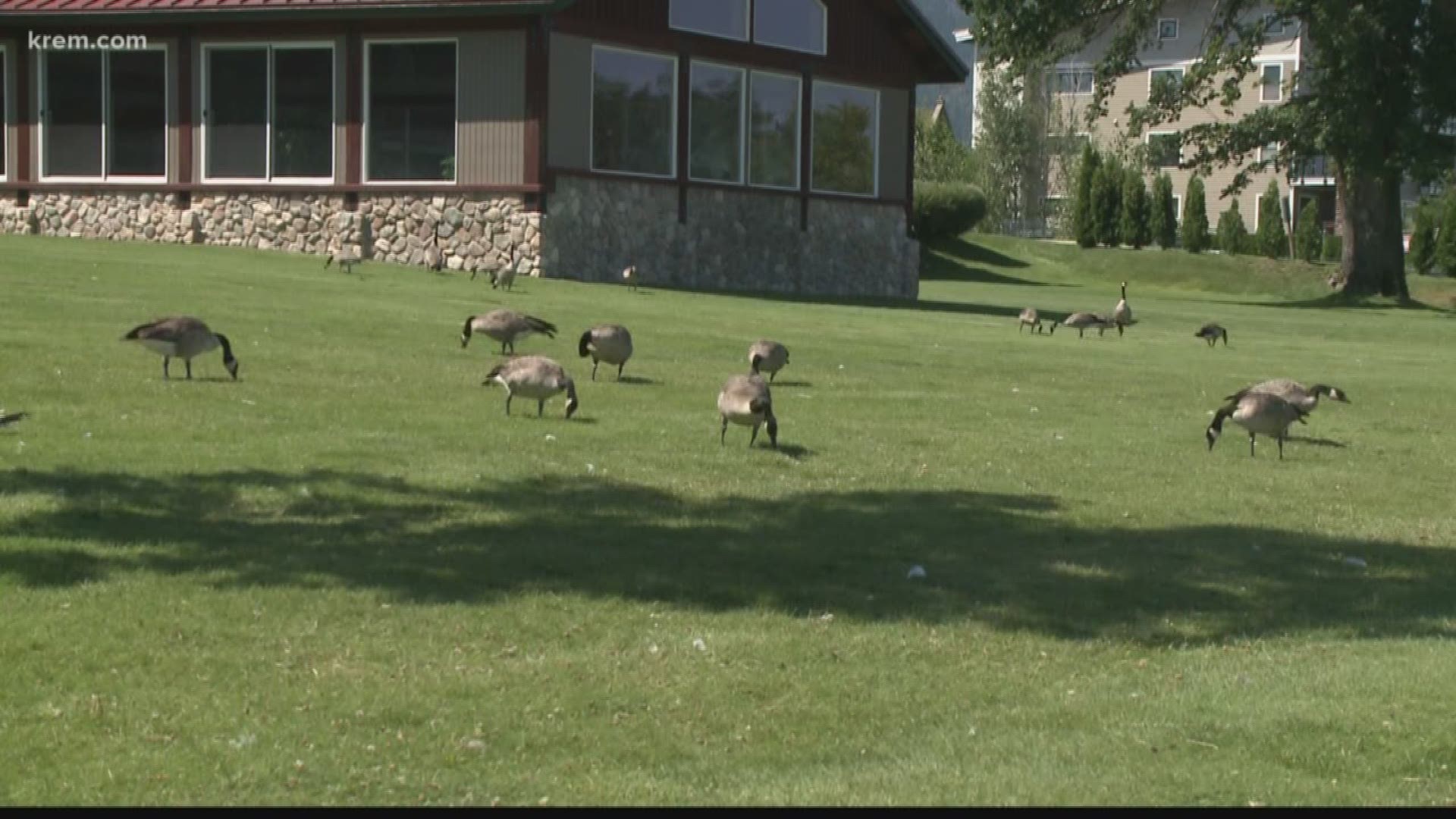 They're an annual nuisance! Back in June, the city of Sandpoint captured and relocated more than 140 geese living at city beach. The city said the birds waste was unsanitary and driving away tourists.