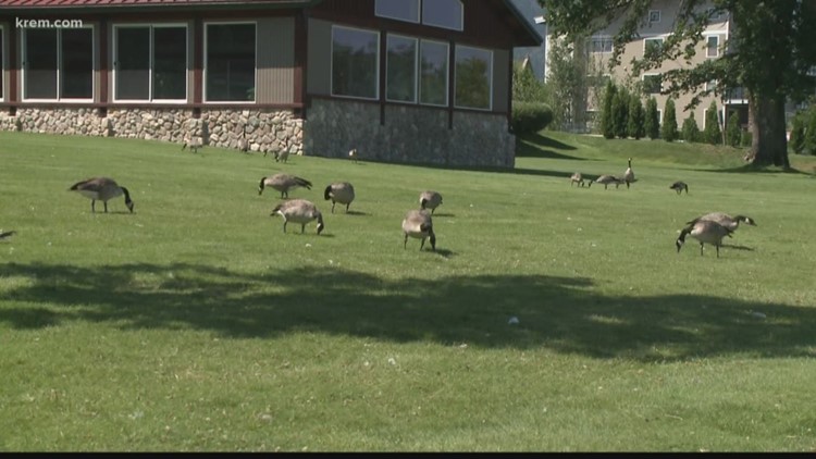 Sandpoint City Beach Goose Hunt approved for November this year