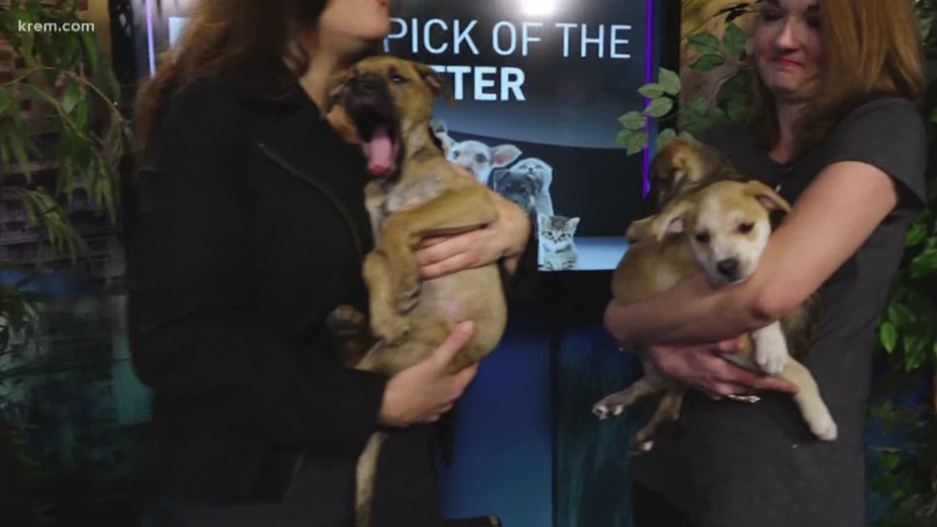 Pick of The Litter (12-12-17)