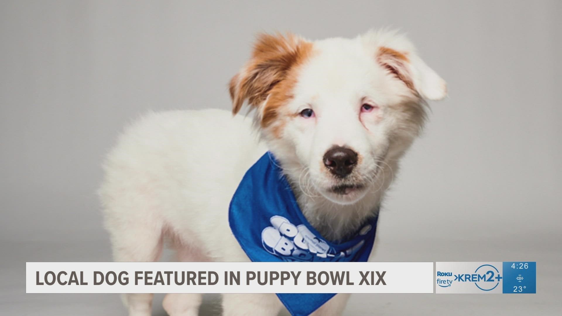 Marmalade, a rescued deaf puppy from  Double J Dog Ranch will be competing in the Puppy Bowl big game for the "Lombarky" Trophy.