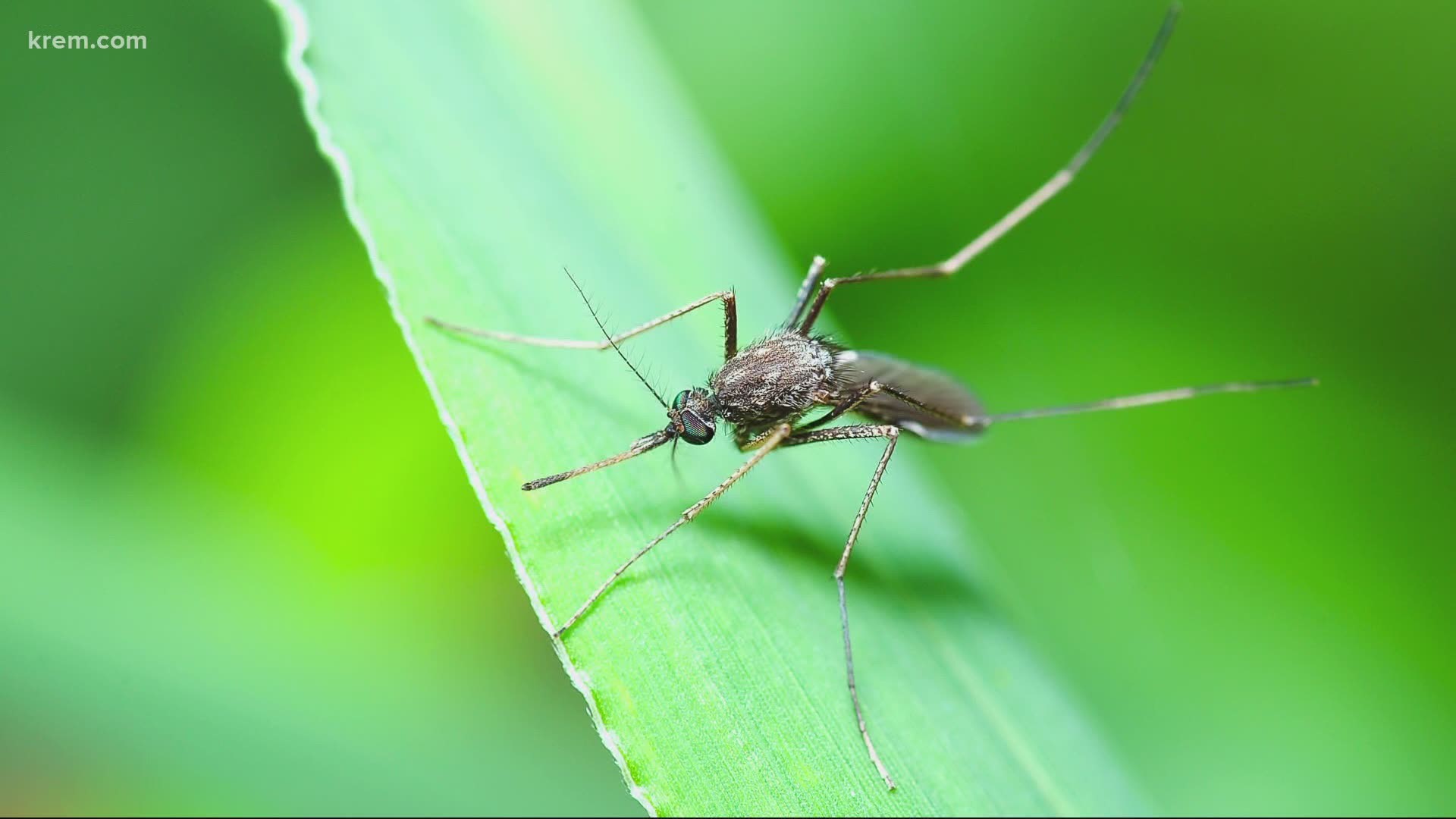 For months, WHO has reported that there is ‘no evidence’ that mosquitoes can spread coronavirus. Meet the researchers who injected insects with COVID to find out.