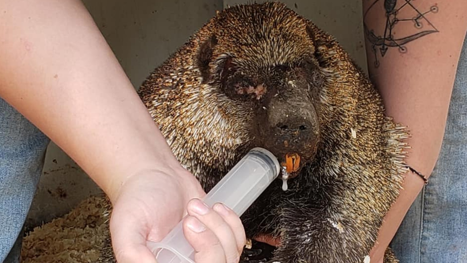 Hundreds of thousands of acres burned as Washington suffered from wildfires all across the state. Somehow, this one cutie was saved.