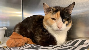 klinefelter syndrome in cats