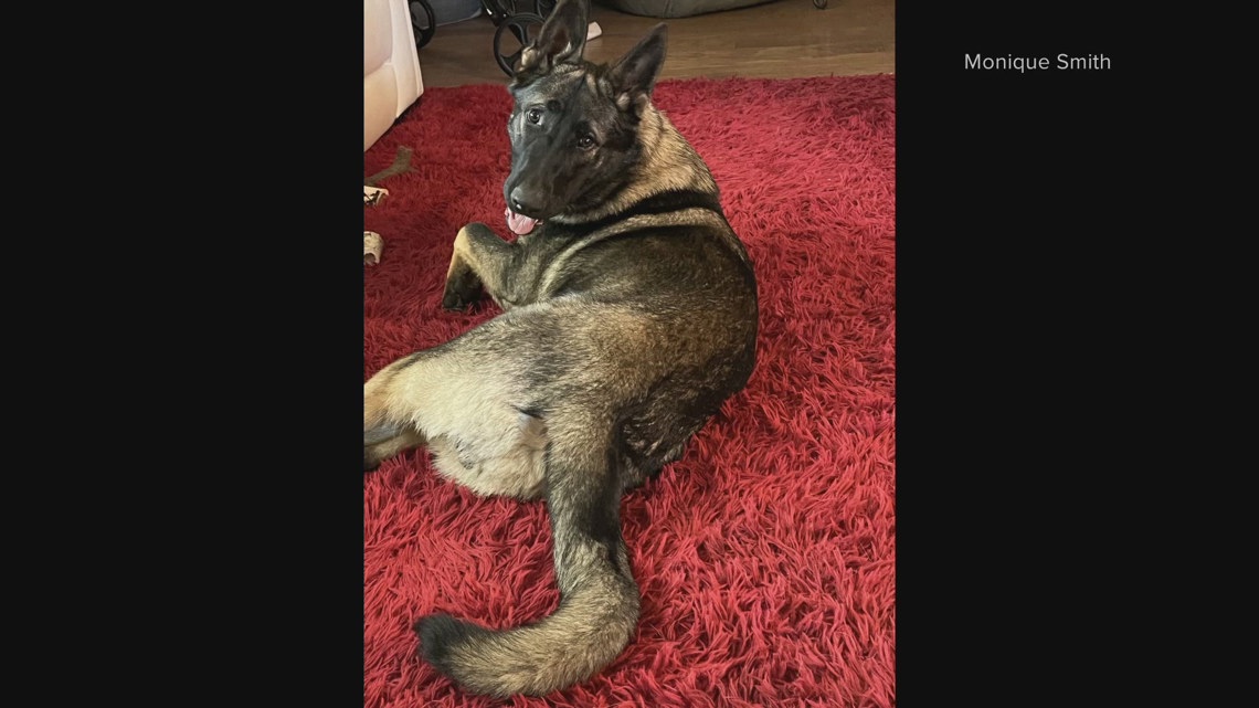 Search continues for missing service dog