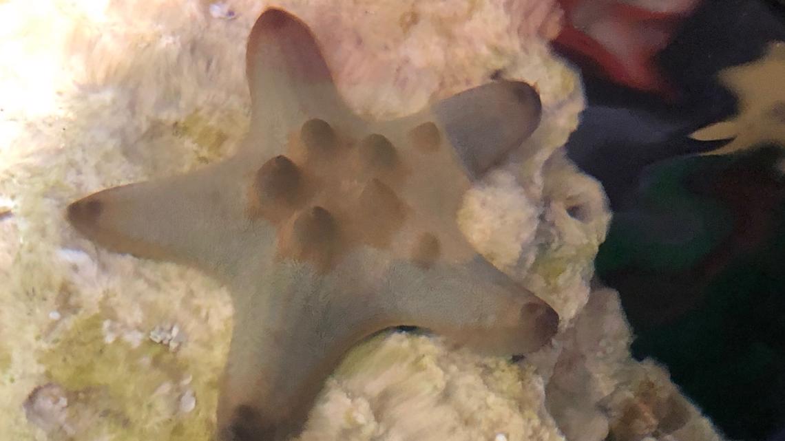 Blue Zoo interactive aquarium opens Thursday at Northtown Mall