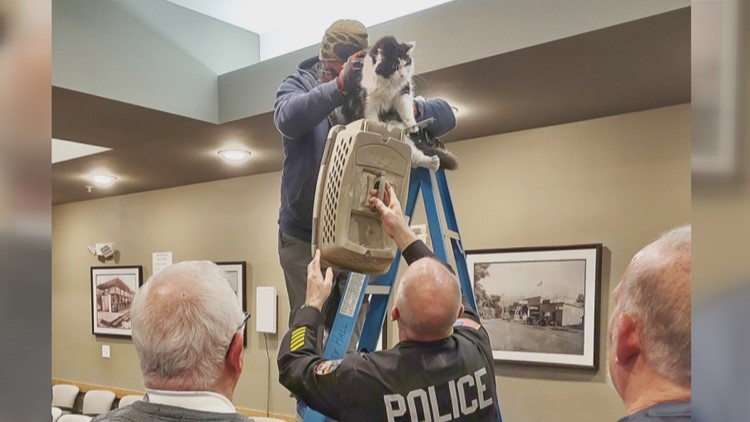 'A purrfect ending' : Liberty Lake's city hall visitor will be reunited with owner