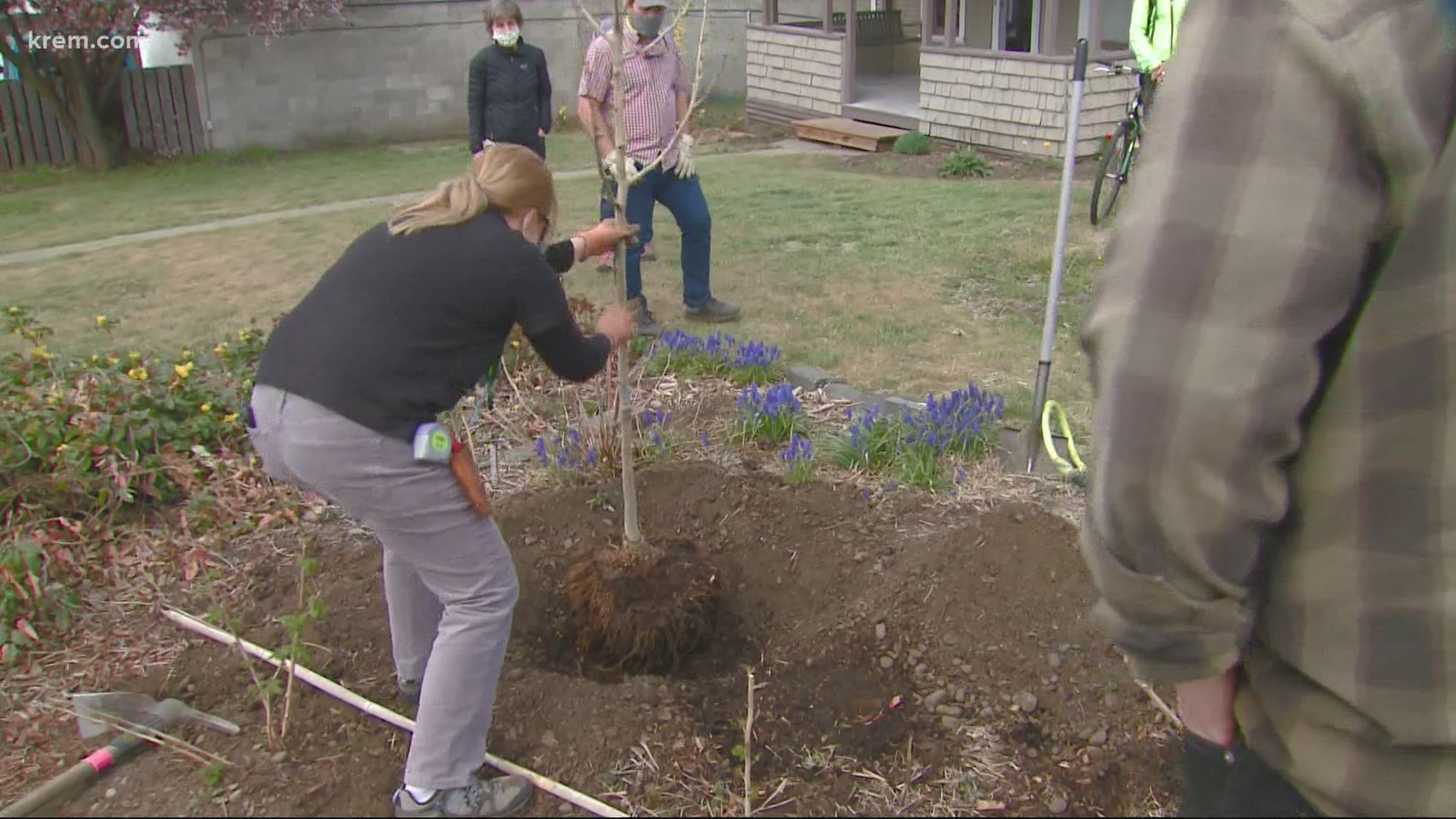 The Lands Council and other volunteers planted 25 trees to increase canopy coverage.