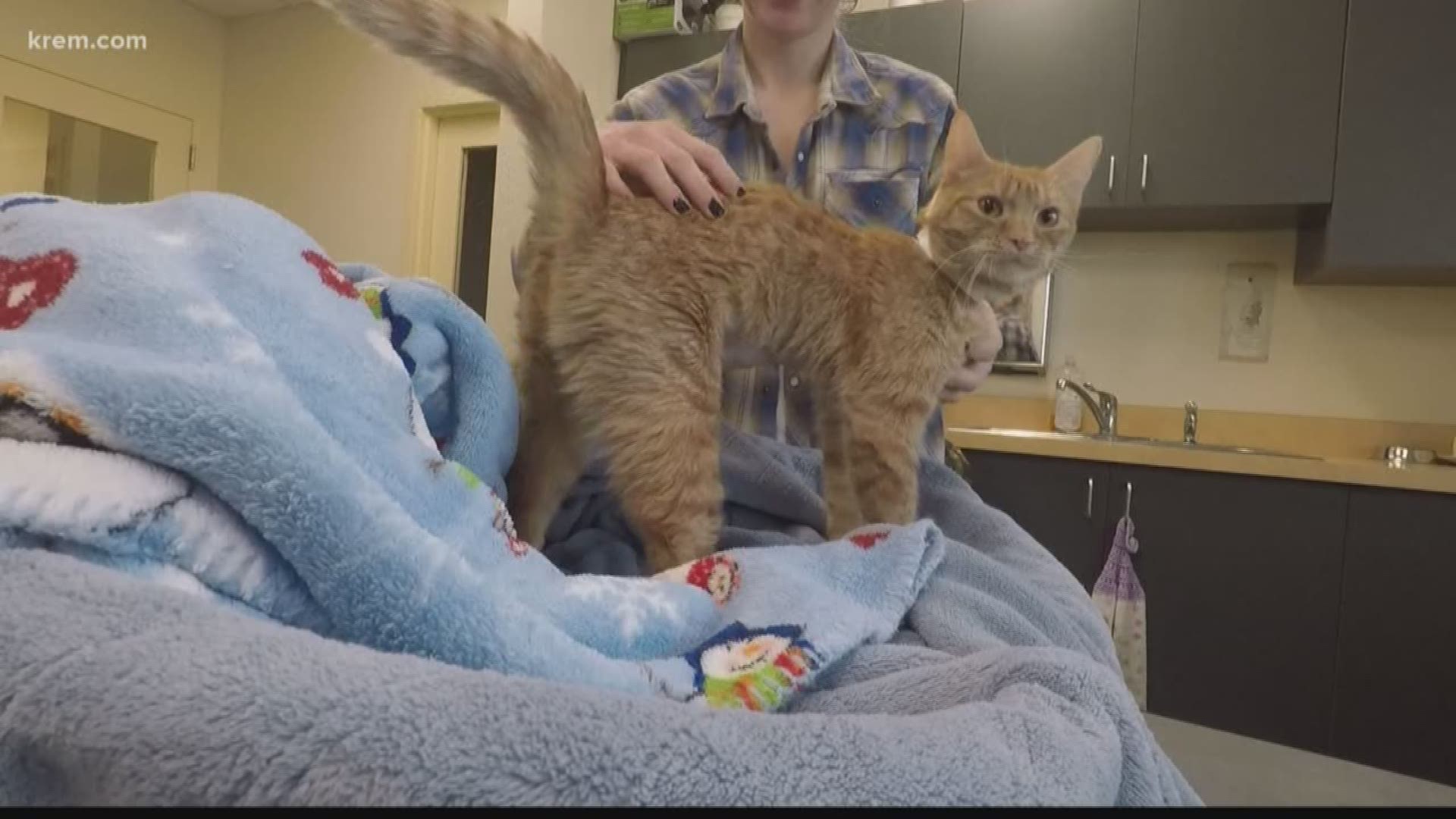 Ariel, a former stray cat, was brought into SCRAPS a few weeks ago. It was then that staff members discovered she was battling a rare form of breast cancer.