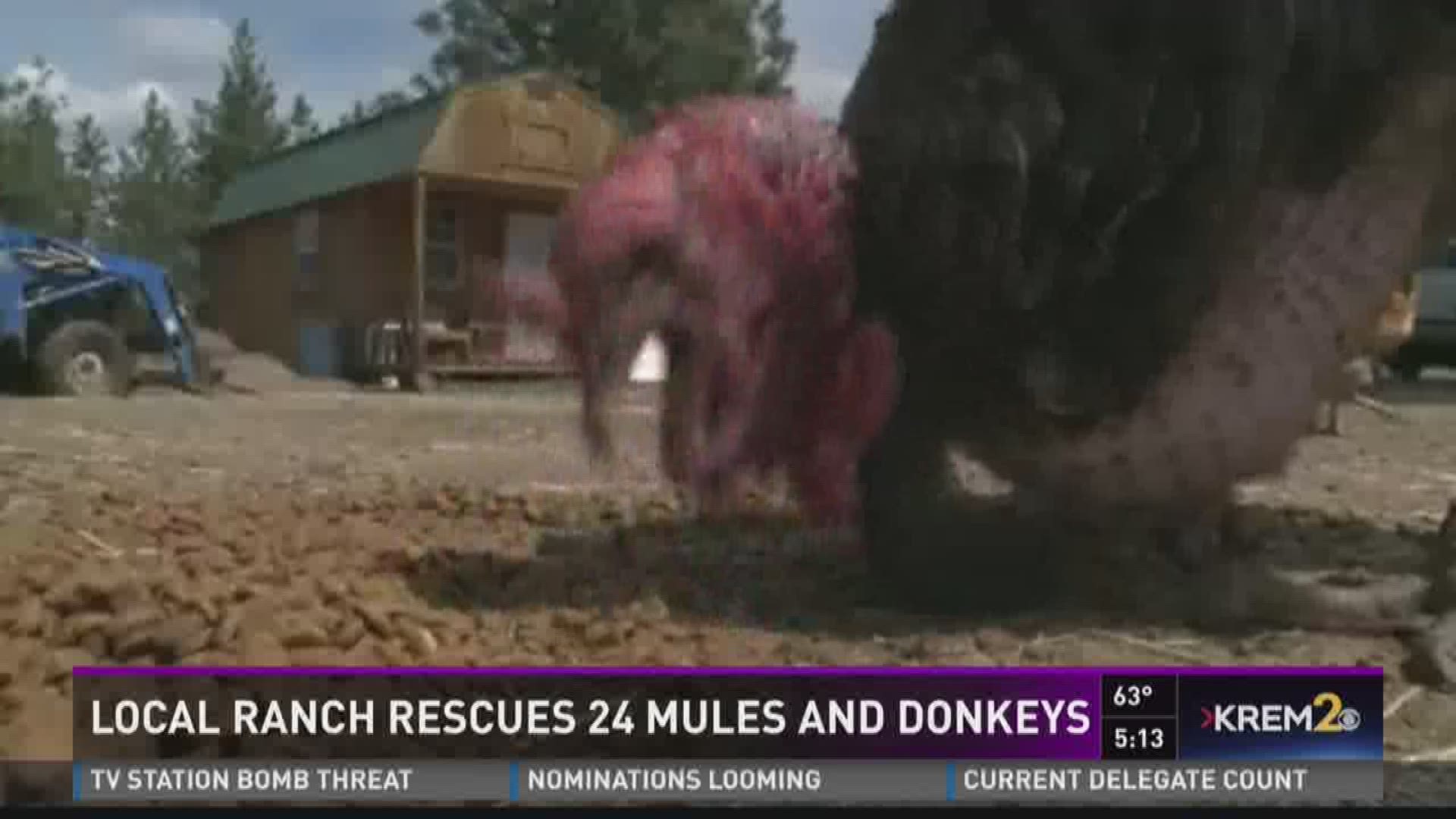 Edwall horse rescue takes in 24 donkeys, mules