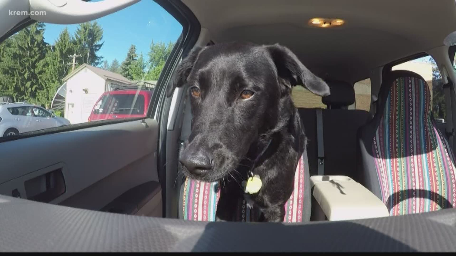 What to do if you see animals in a hot car in Washington, Idaho 