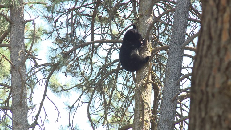 Young black bear spotted in North Spokane neighborhood removed