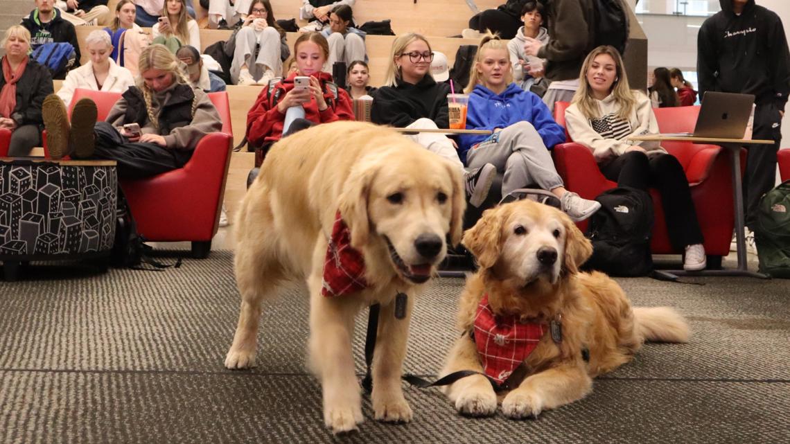 Beloved WSU dog Dash dies after battle with cancer - Vimarsana News