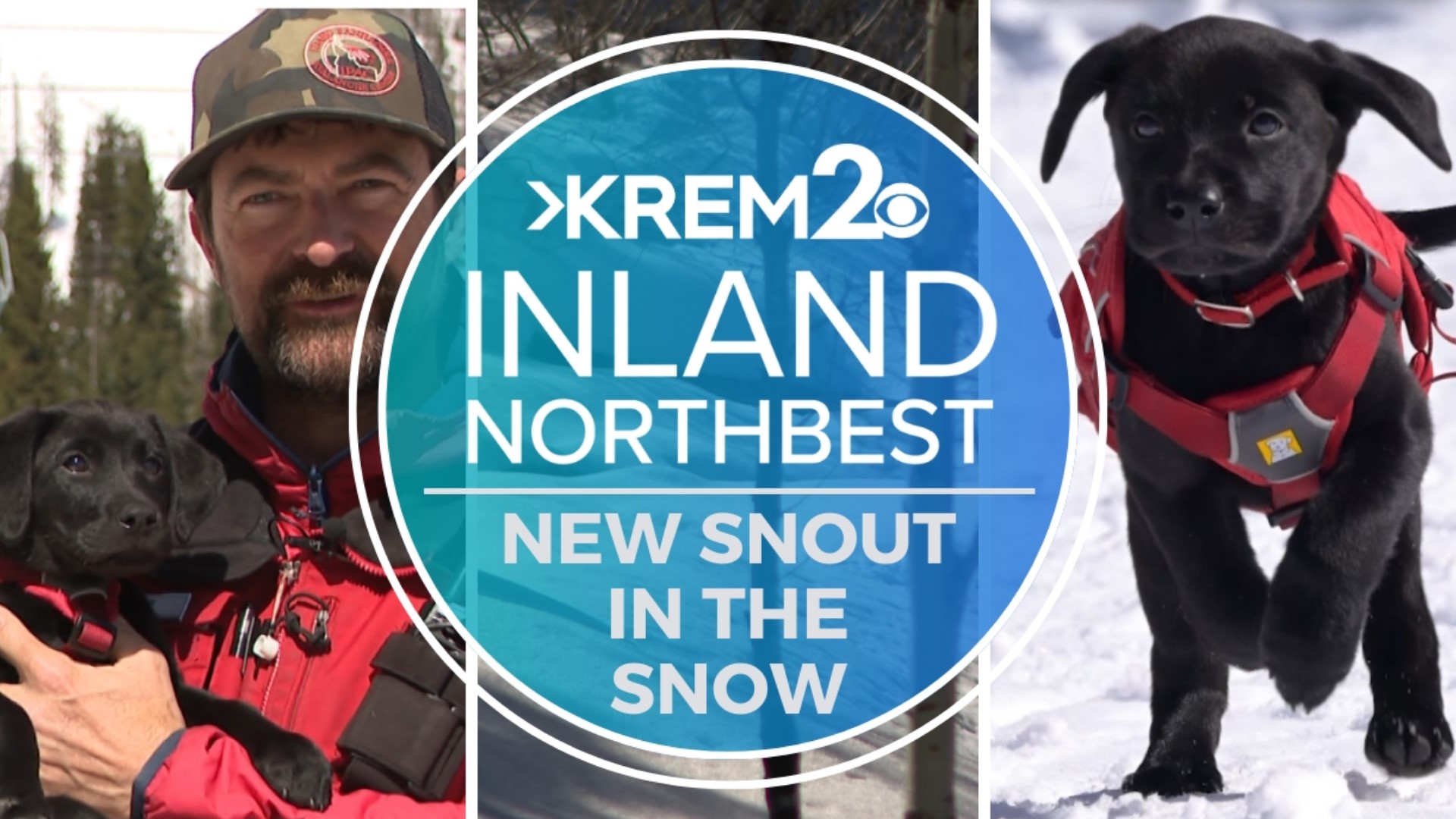 Reba is 9 weeks old, and she's getting ready to be the newest member of Schweitzer Ski Patrol. Check out the Inland Northbest with KREM 2's Dave Somers.