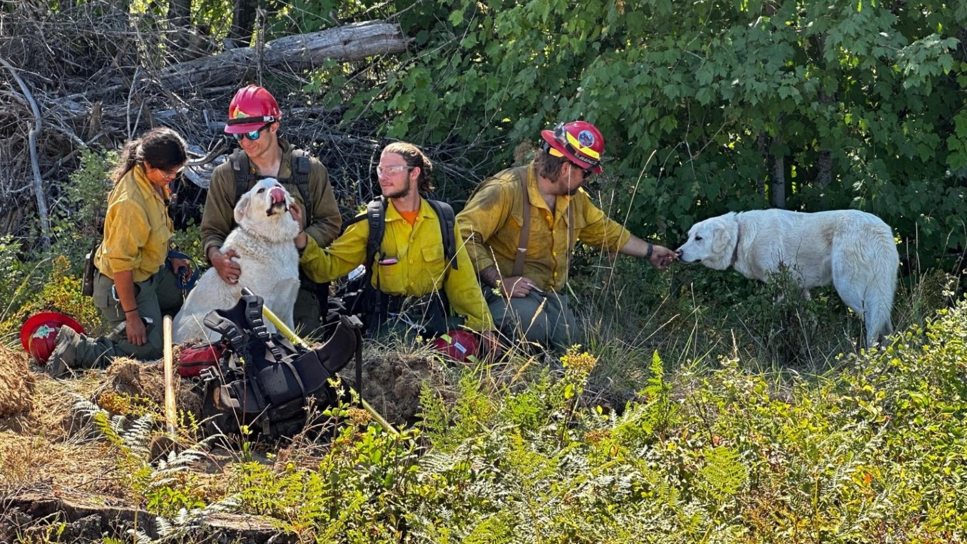 IDL firefighters reunite lost dogs with family near Sunset Fire | krem.com
